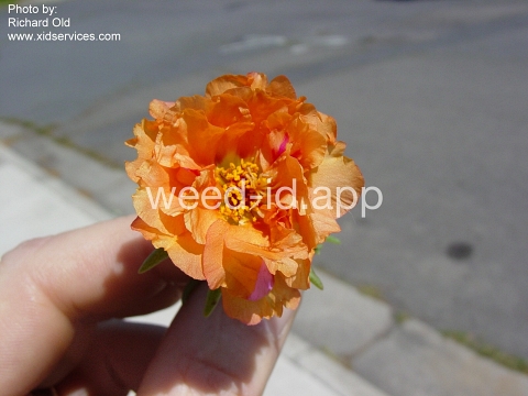 mossrose